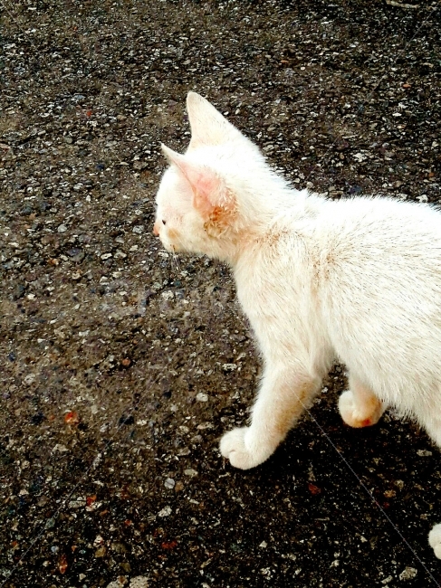외소,마른,고양이,반려고양이,흰색,동물,animal,포유류,mammal,고양이,cat,kitten,kitty