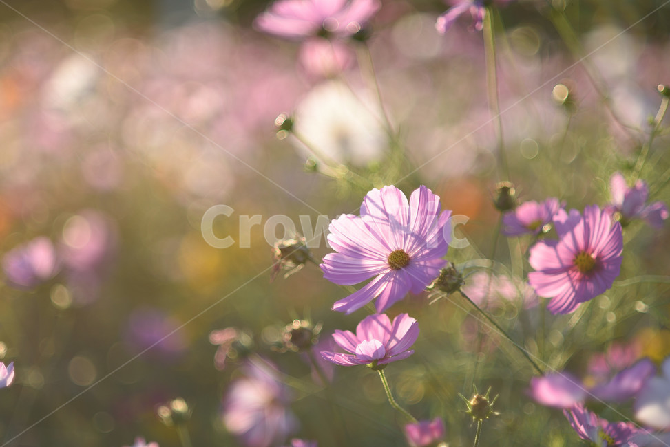 코스모스,꽃,식물,flower,가을꽃,자연,풍경,가을,계절,fall,autumn,season,식물,자연,plants,nature,꽃,flower,plant