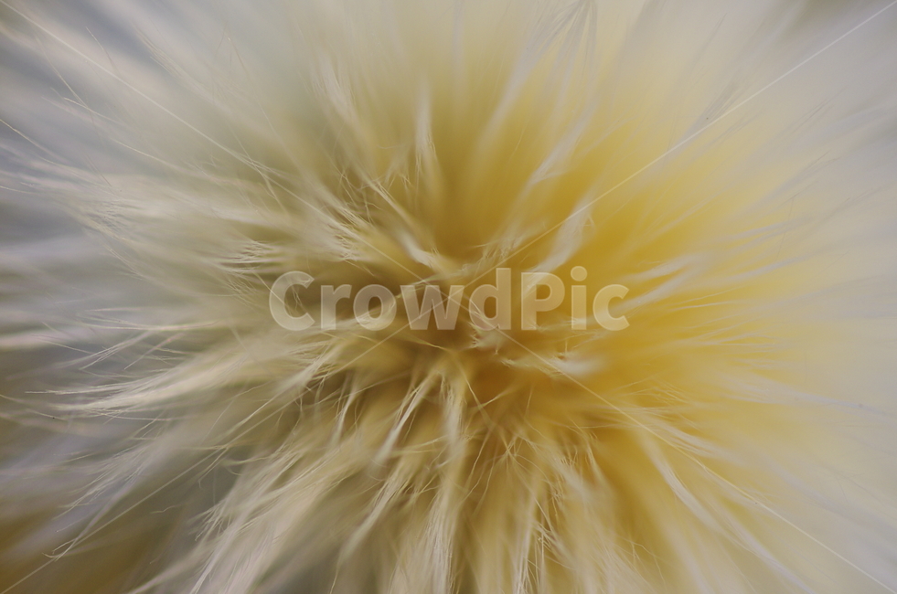 불은서나물,솜털,털,털복숭이,강아지털,가을,솜뭉치,포근,fur,beauty,macro,closeup,감성,감정,emotion,nature,soft,자연,계절,접사,매크로,클로즈업,확대,미니