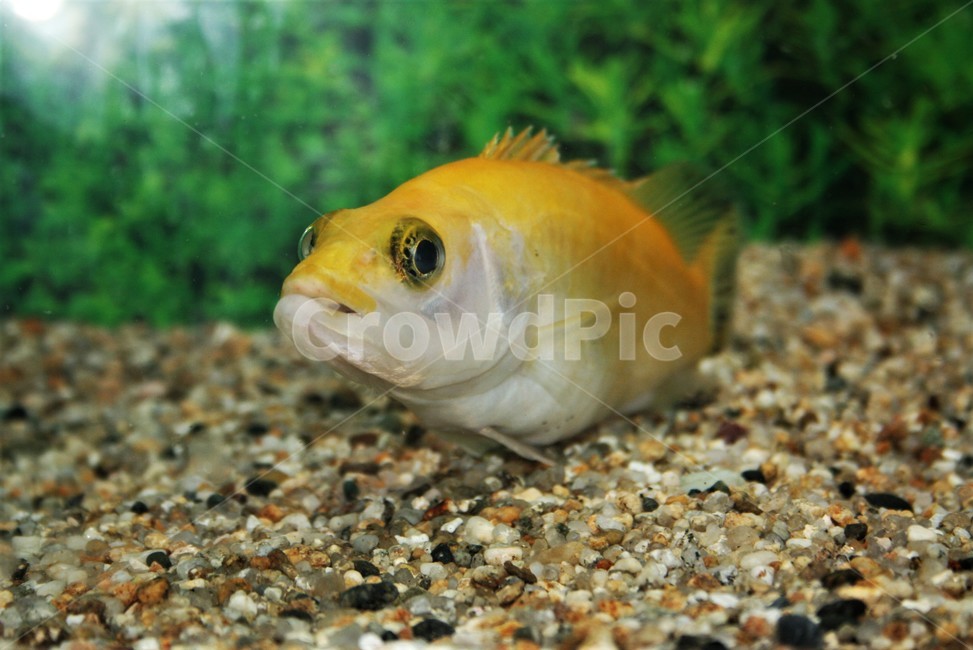 황쏘가리,꺽지과,알비노,돌연변이,희귀어,동물,animal,어류,물고기,fish