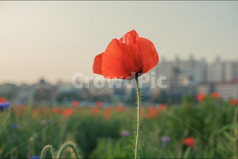 풍경,자연,꽃,양귀비꽃,봄꽃,식물,자연,plants,nature,꽃,flower