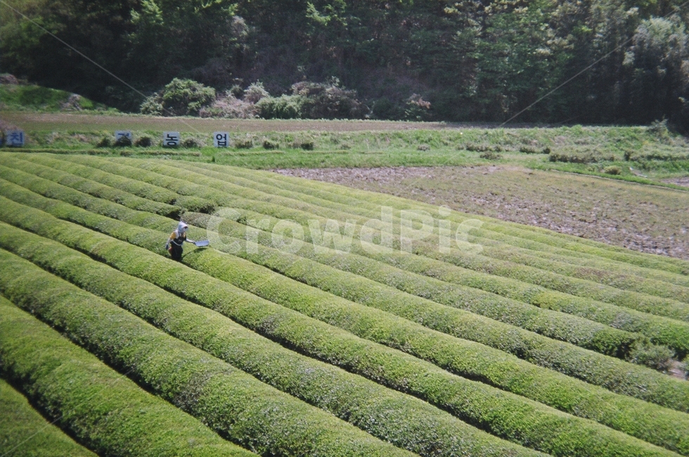 녹차,차밭,보성,녹색,자연,농사,차,농부,농업,필름사진,찻잎따기,찻잎,수확,초록색,사람,인물,인간,human,person,산업,industry,industrial,농업,농사,agriculture,farming,farming industry