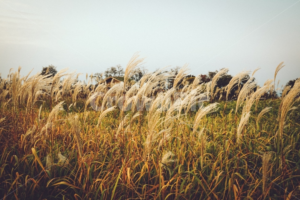 억새,자연,풍경,감성,분위기,landscape,가을,바람,가을,계절,fall,autumn,season,식물,자연,plants,nature,grass,잔디,plant,lawn,reed,갈대