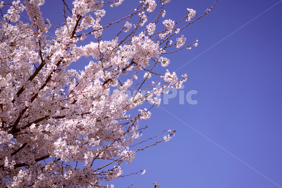 봄,봄꽃,봄날,벚꽃,하늘,꽃,봄,계절,spring,season,식물,자연,plants,nature,꽃,flower,plant