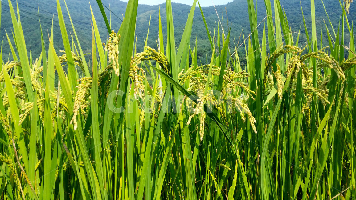 여름벼,벼,벼농사,벼알,여름,농작물,농사,시골,시골풍경