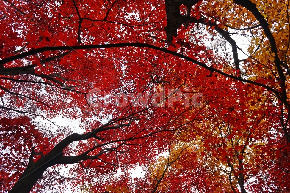 splendor,autumnleaves,trees,red,fall,Maple tree,Brightly colored,sight,season,Emotion,Tiny silver color,Maple,nature,autumn background,autumn scenery,tree,feeling,branches,Autumn feeling,Autumn sensibility,plant,maple,autumn,colorful