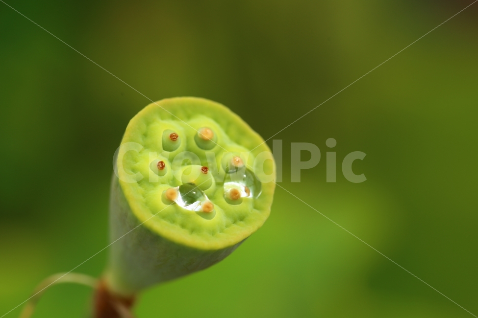 식물,연밥,연,꽃,그린,연두,싱그러움,물방울,자연,lotus,green,freshness,waterdrop,식물,자연,plants,nature