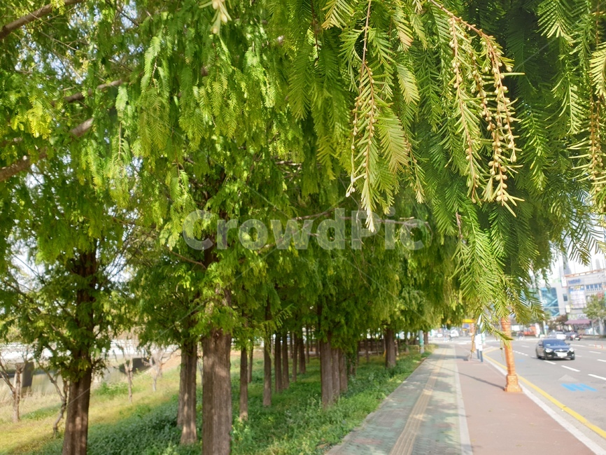 tree,나무,plant,식물,경상대정문,나무줄기,treetrunk,메타세콰이어