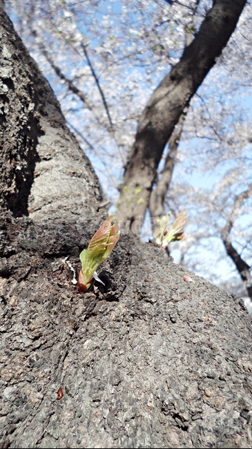 나무,새싹,봄,벚꽃나무,tree