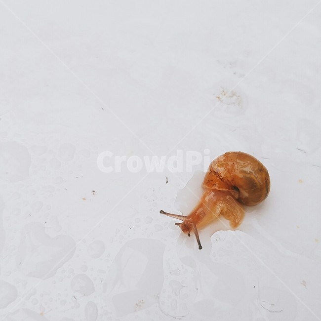 비,오후,달팽이,동물,비오는날