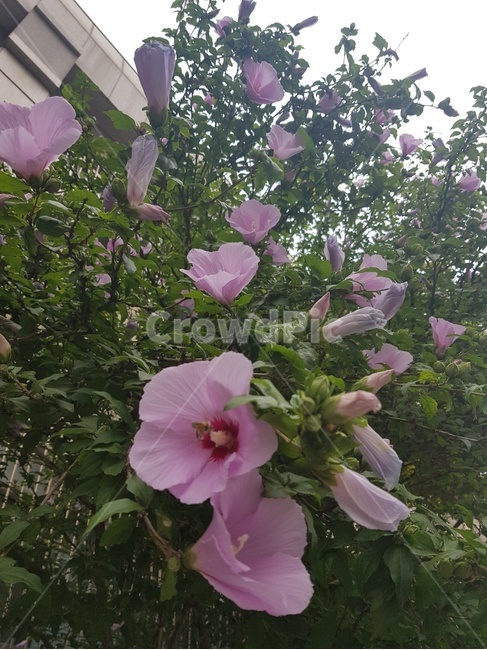 무궁화,나무,분홍색,정원,풀