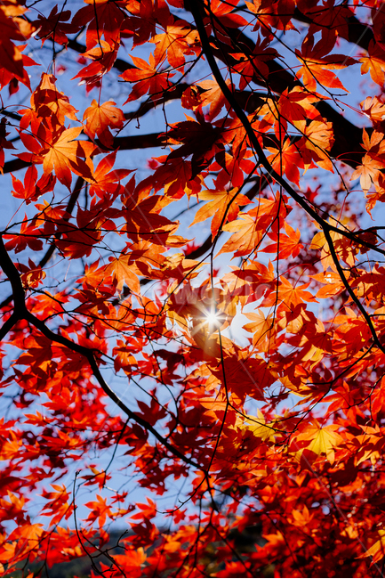 단풍,가을,자연,autumncolours,단풍나무,단풍잎,나뭇잎,autumn,나무,fall,가을,계절,fall,autumn,season,leaf,잎,plant,식물,tree,maple