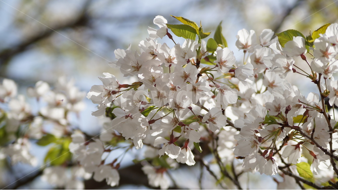 봄꽃,꽃,자연,풍경,벚꽃,봄,야생화,봄,계절,spring,season,식물,자연,plants,nature,꽃,flower,plant,blossom