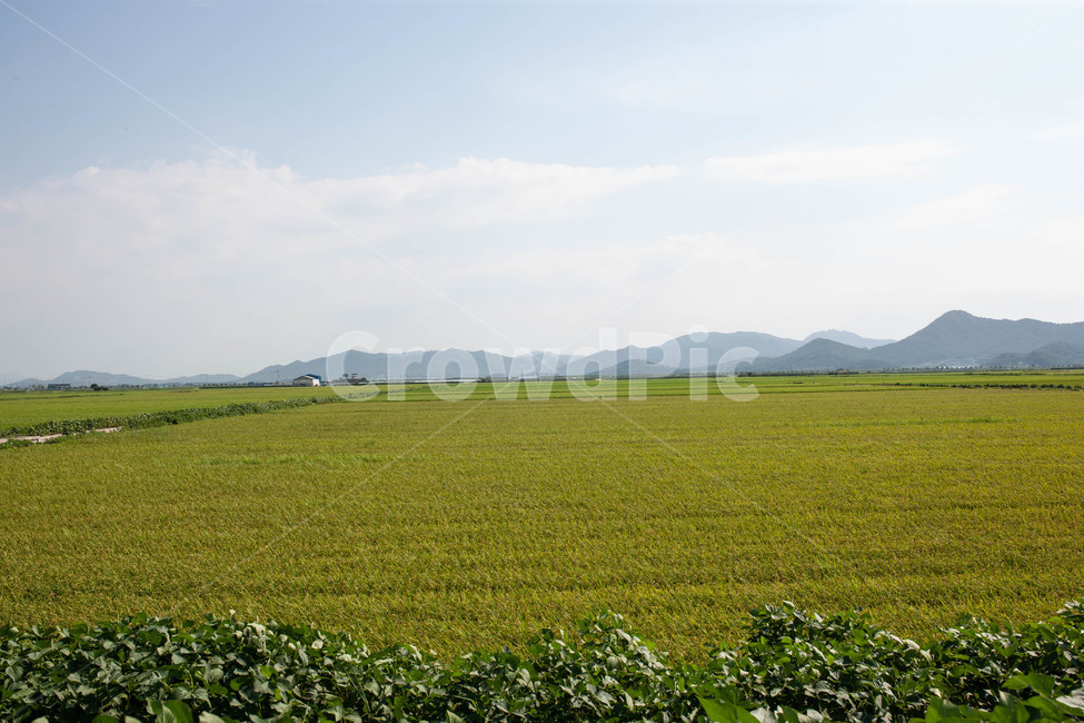 하늘,들,곡식,풍경,landscape,자연,풍경,nature,landscape,산업,industry,industrial,농업,농사,agriculture,farming,farming industry,outdoors,옥외,field,rural,농촌,farm,농장