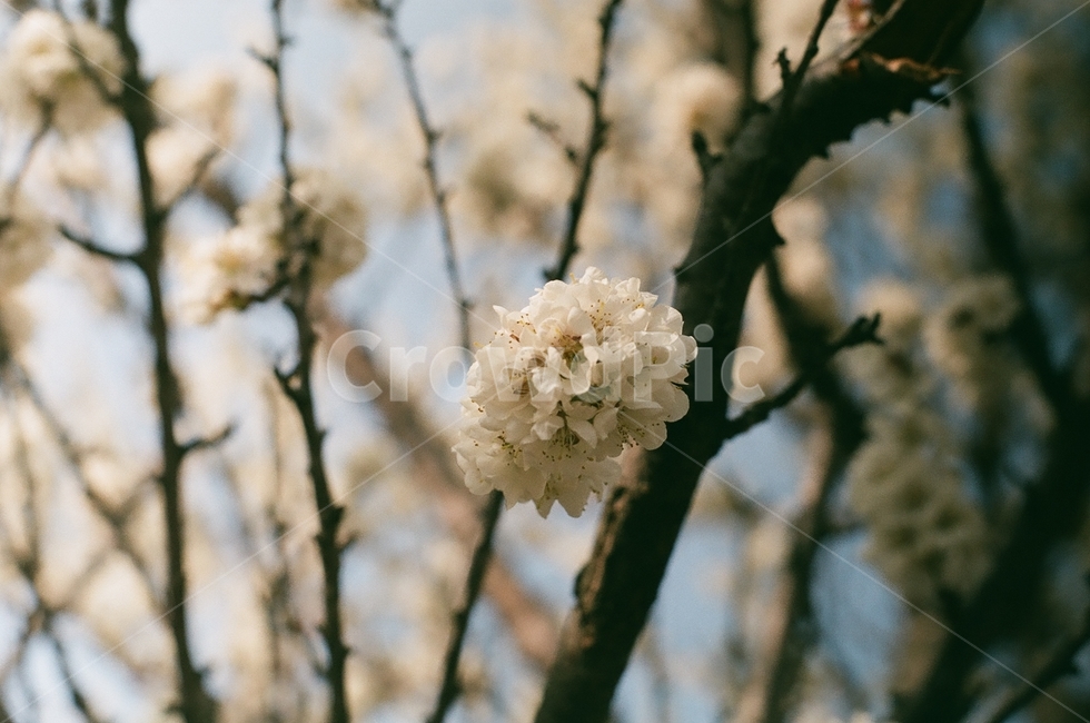 봄,벚꽃,cherryblossom,꽃,식물,나무,벚꽃나무,꽃나무,자연,flower,plant,nature,tree