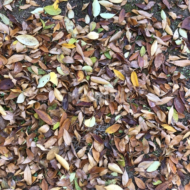 낙엽,단풍,배경,나뭇잎,자연