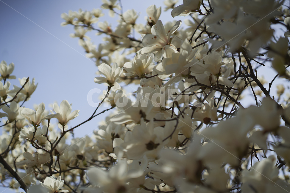 봄,목련,꽃,주택가,목련꽃,따뜻함,아련,megnolia,flower,blossom,봄,계절,spring,season,plant,식물