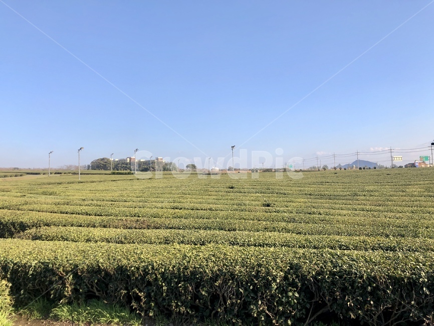 제주녹차밭,제주녹차,녹차밭,녹차,제주도,자연,풍경,nature,landscape