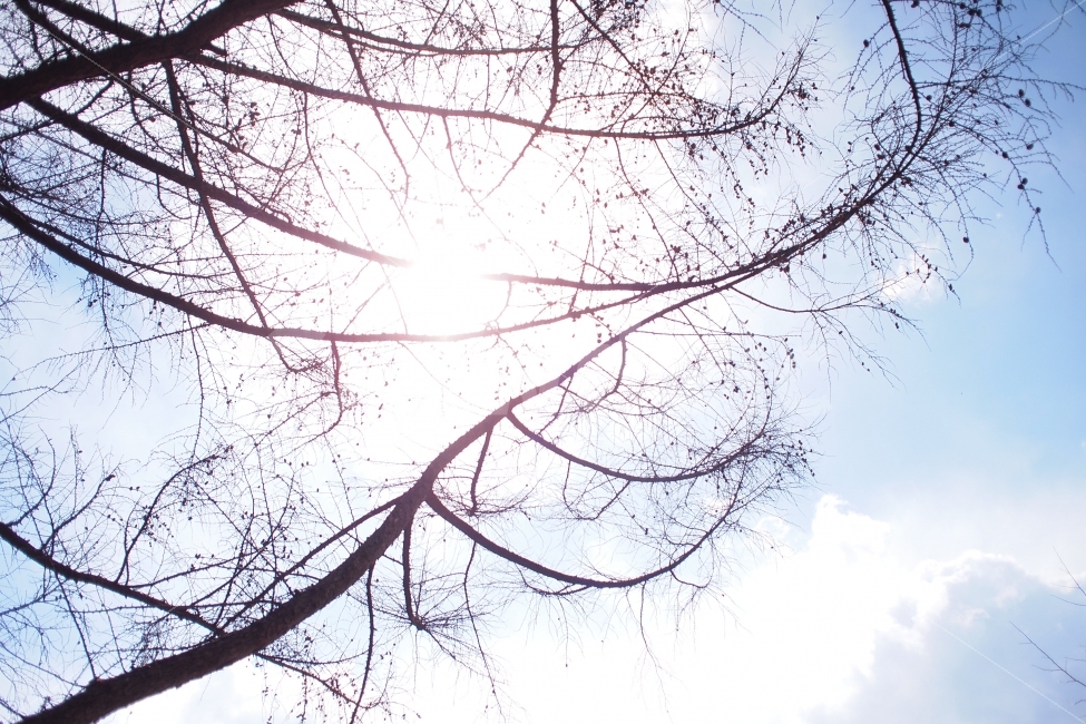 따스함,햇살,하늘,역광,햇빛,위로,식물,자연,plants,nature,나무,trees,wood,감성,sensible,feeling