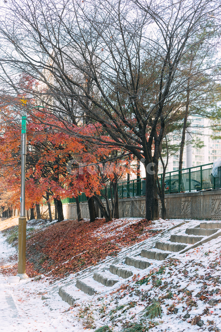 낙엽,단풍,눈,나무,길,풍경,배경화면,landscape,tree,plant,식물