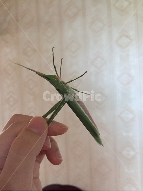 방아깨비,가을,곤충,메뚜기과,녹색,동물,animal,곤충,벌레,insect,bug