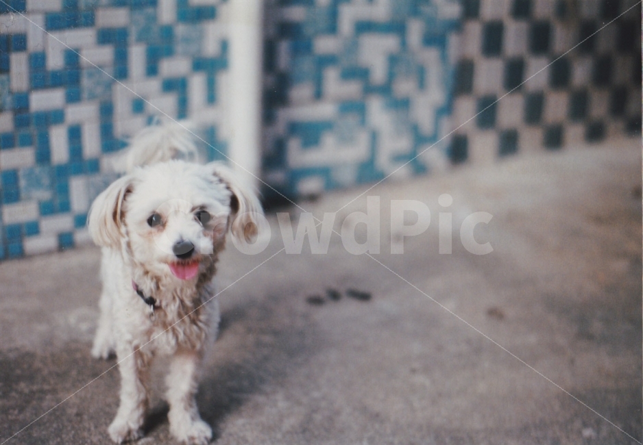 강아지,개,말티즈,몰티즈,반려견,동물,animal,포유류,mammal,개,강아지,dog,doggy