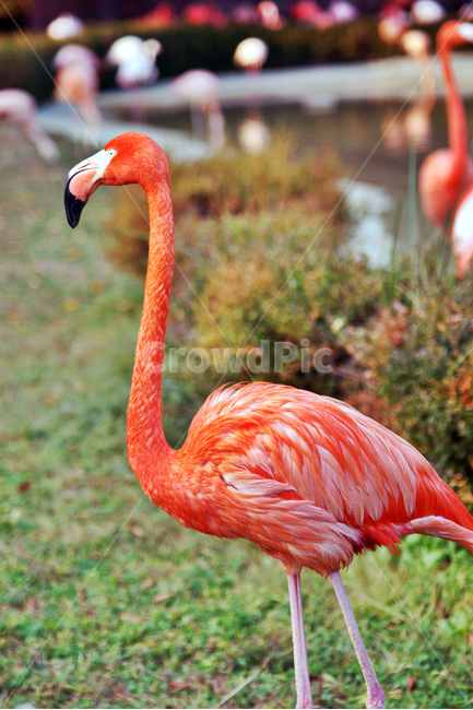 홍학,플라밍고,조류,flamingo,동물,섭금류,선홍색