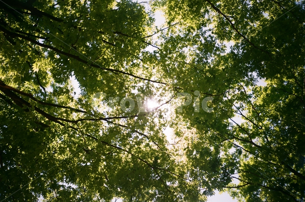 나무,햇빛,숲속,태양,sun,필름사진,햇살,그림자,나뭇가지,잔가지,나뭇잎,초록색,연두색,푸릇함,역광,햇볕,tree,thesun,forest,bough,twig,branch,숲