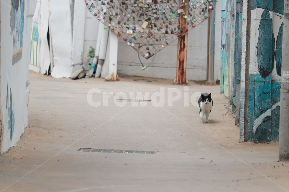 고양이,미나릿길,길고양이,도도,골목,골목길,alley,동물,animal,포유류,mammal,고양이,cat,kitten,kitty