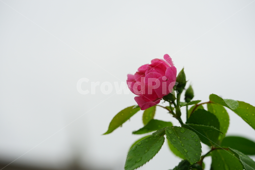 식물,꽃,플라워,생명,생물,컬러,색감,감성,flower,color,식물,자연,plants,nature,꽃,flower