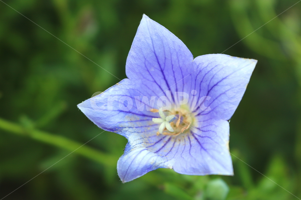 꽃,도라지꽃,도라지,식물,야생화,보라색꽃,자연,들꽃,식물,자연,plants,nature,꽃,flower