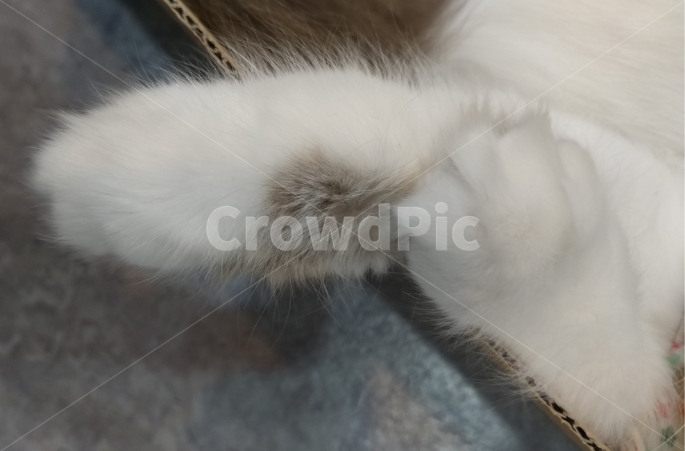 고양이발,고양이,고양이손,cat,pet,애완동물,동물,반려묘