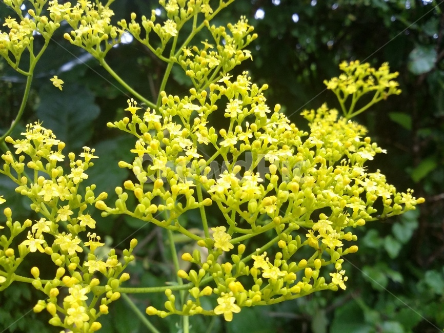 꽃,flower,식물,plant,자연,식물,자연,plants,nature