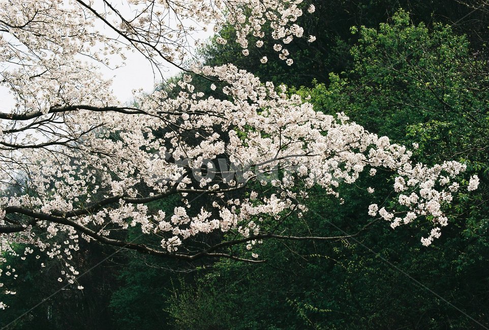 벚꽃,벚나무,cherryblossom,봄,4월,꽃,식물,자연,풍경,꽃잎,나무,sakura,spring,flower,계절,봄,계절,spring,season,식물,자연,plants,nature,꽃,flower,plant,blossom