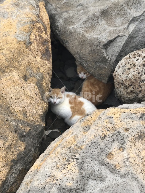 고양이,야생,길냥이,쌍둥이,야옹이,야생동물,코숏,아메리카숏헤어