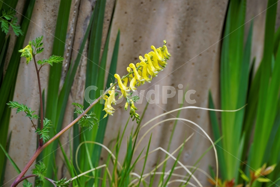 봄,봄꽃,산괴불주머니,노랑색,주머니모양,corydalisspeciosa,식물,자연,야생화,괴불주머니