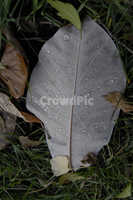 낙엽,물방울,풀,잎,차분한,가을,계절,fall,autumn,season,leaf,plant,식물,veins,정맥