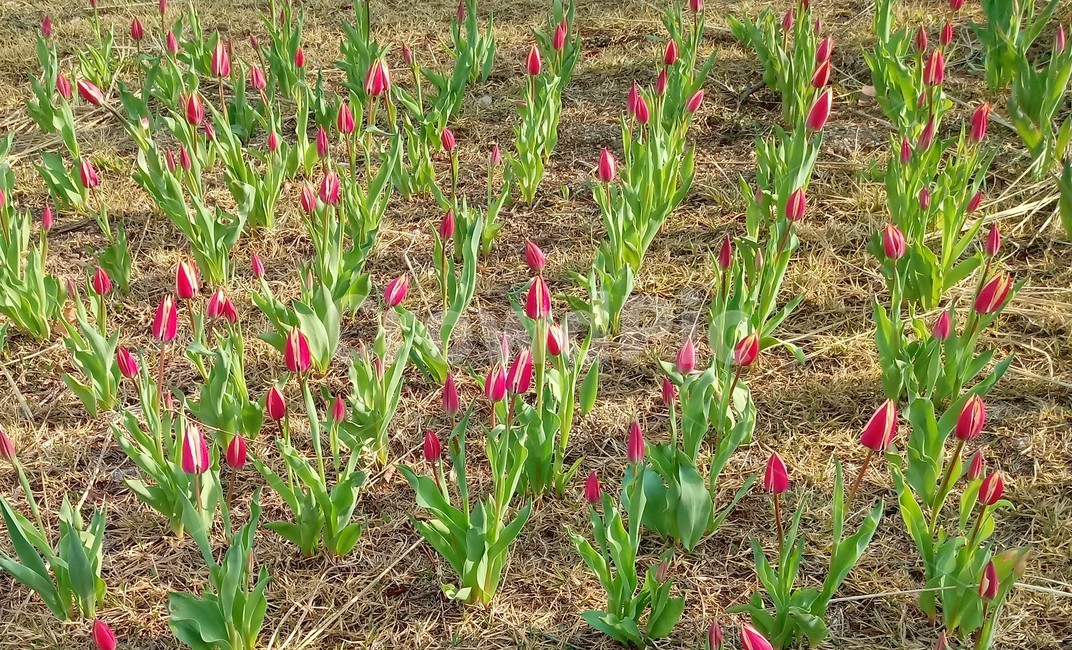 튤립,tulip,백합과,식물,꽃,구근초,여러해살이화초,식물,자연,plants,nature,꽃,flower