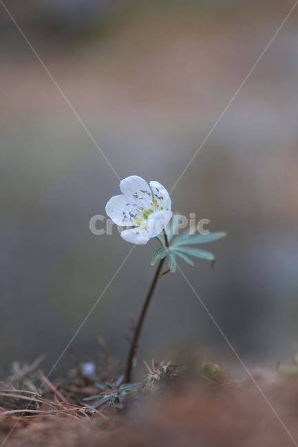 봄,꽃,야생화,변산바람꽃,바람꽃,산,spring,flower,wildflower,windflower,식물,자연,plants,nature,꽃,flower