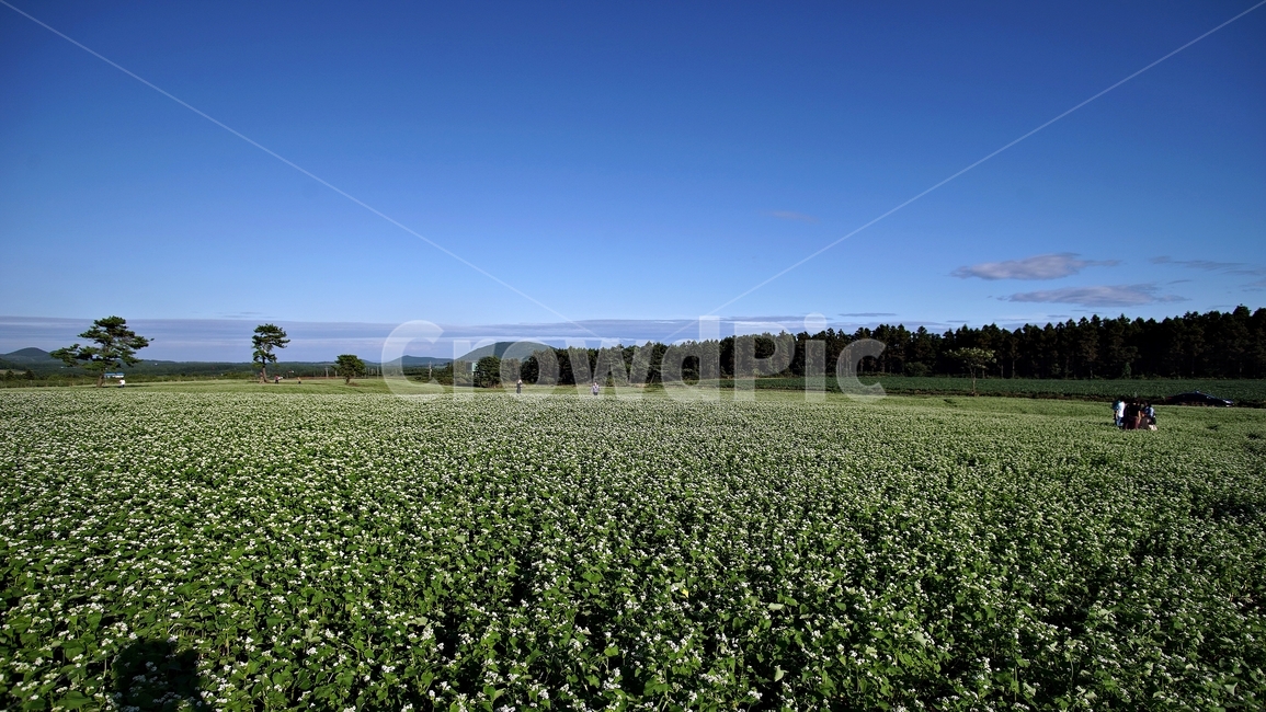 field,들,nature,옥외,메밀밭,제주도,하늘,자연