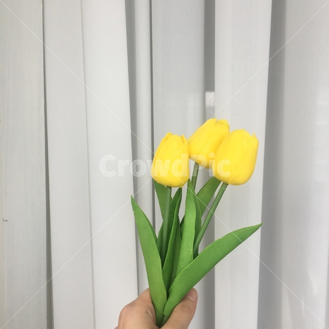 튤립,꽃,고백,꽃잎,꽃다발,꽃송이,커텐,커튼,소품,인테리어소품,조화,식물,손,노란꽃,노랑,옐로우,플라워