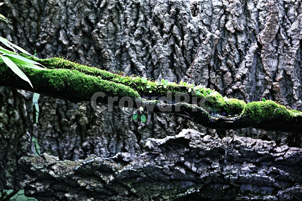 이끼,생태,식물,새순,자연,식물,자연,plants,nature