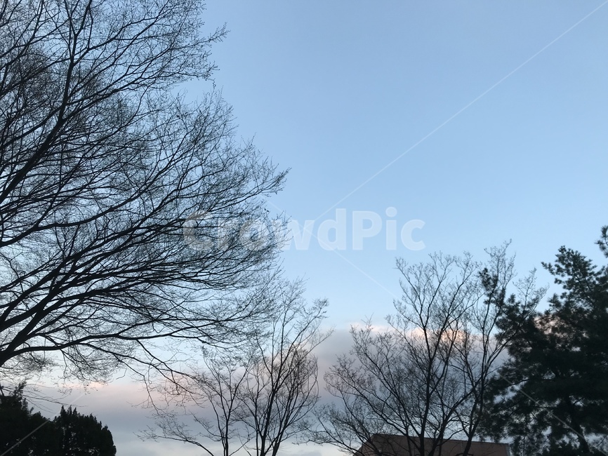 초저녁,하늘,풍경,나무,구름,저녁하늘,초저녁하늘,자연,풍경,nature,landscape,tree,plant,식물