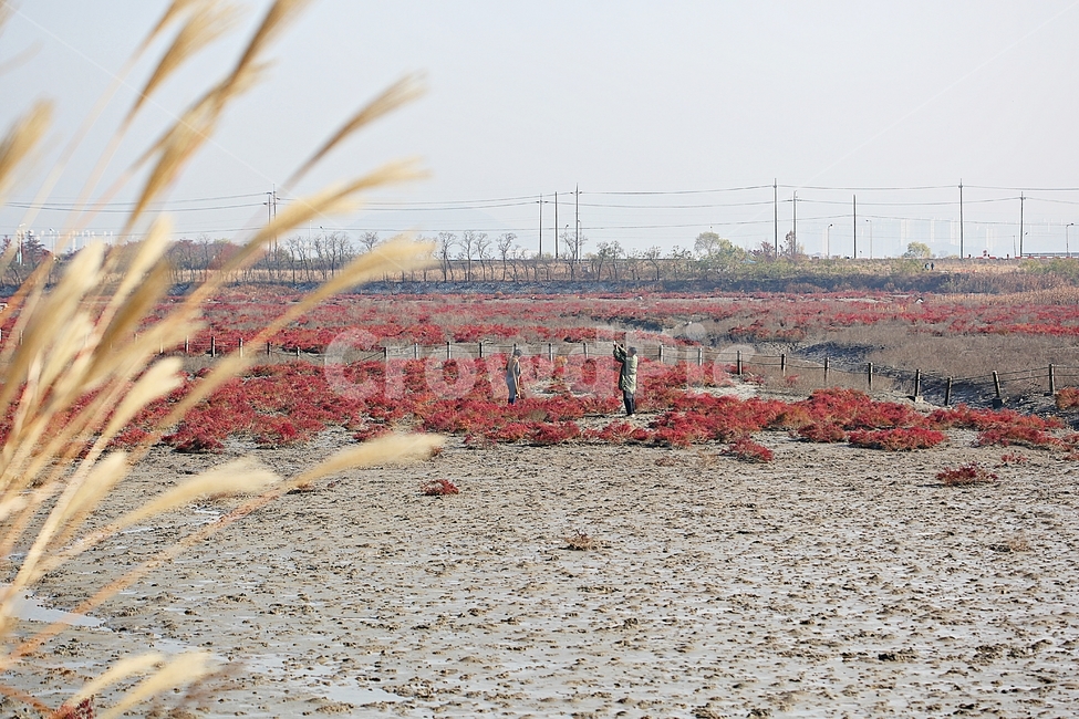 갯벌,뻘,소래습지생태공원,생태공원,함초,식물,자연,풍경,갯골,자연,풍경,nature,landscape