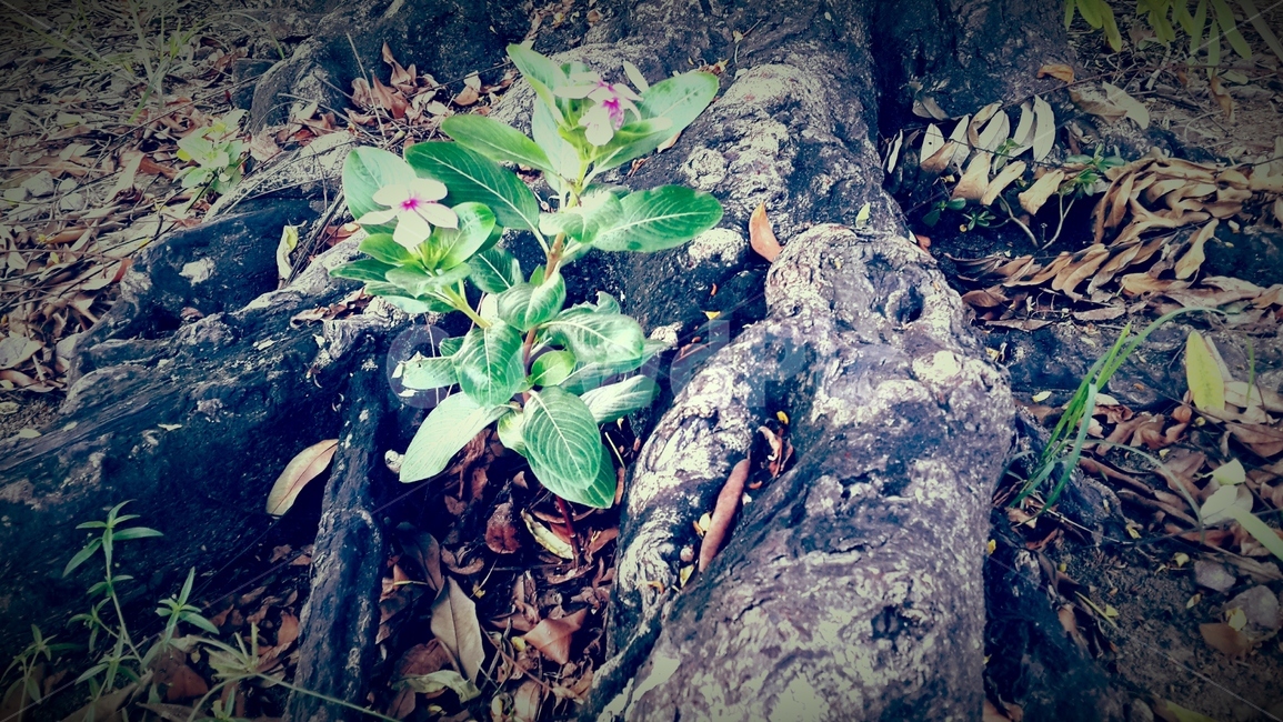자연,나무,뿌리,꽃,식물,역경,외로움,고독,승리,기다림,nature,trees,roots,flowers,plants,adversity,loneliness,solitude,victory,wait
