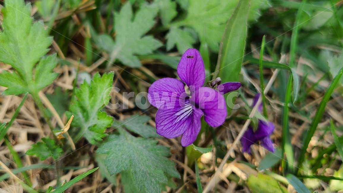 들꽃,야생화,보라색,보라,flower,꽃,봄,봄꽃,보라색꽃,plant,식물,blossom