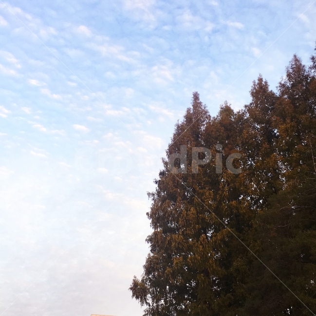 하늘,구름,나무,가을,고요,가을,계절,fall,autumn,season,식물,자연,plants,nature,나무,trees,wood,tree,plant,fir,전나무