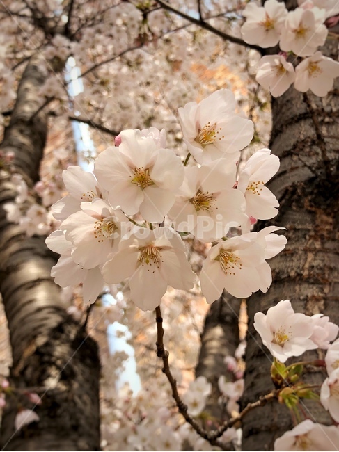 벚꽃,꽃,봄,식물,cherryblossom,flower,plant