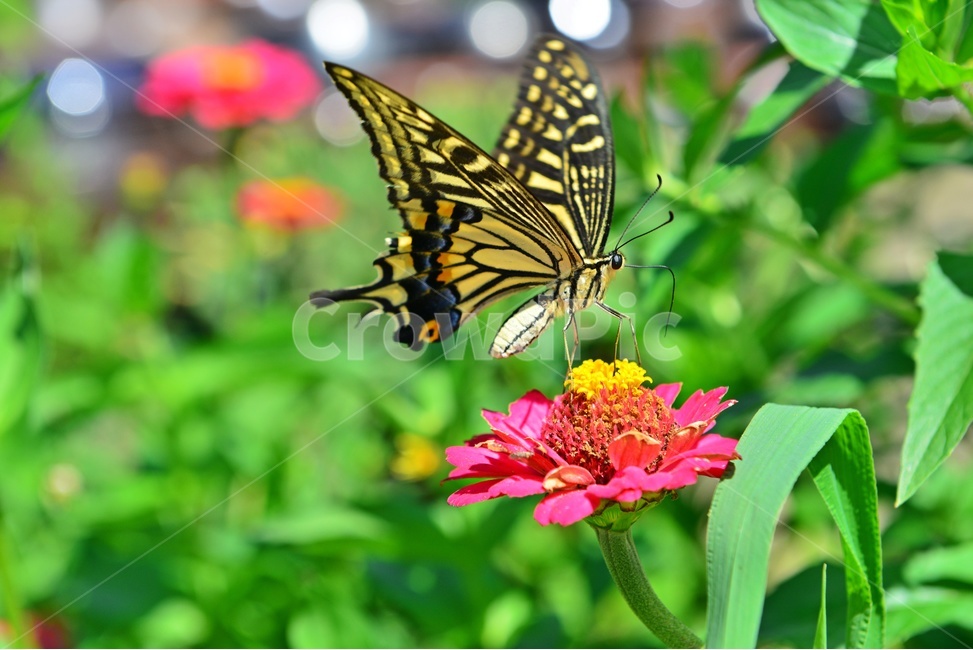 nature,자연,outdoors,옥외,백일홍,호랑나비,나비,plant,식물,항아리,식물,자연,plants,nature,꽃,flower,동물,animal,곤충,벌레,insect,bug