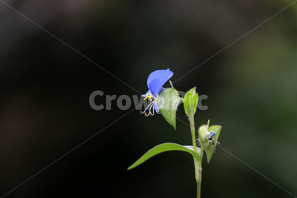 chicken head flower,light green,moongae flower,Indigo,Chicken intestine paste